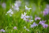 Phlox subulata 'Emerald Cushion Blue', Polsterphlox, blau, Produktbild-Vorschau 9