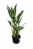 Strelitzia reginae 80–100 cm – Paradiesvogelblume, Produktbild-Vorschau 4
