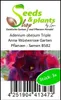 3x Adenium obesum Triple Anna Wüstenrose Garten Pflanzen - Produktbild-Vorschau 4