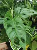 Monstera obliqua Monkey Leaf 30-40 cm - MONSTERA MONKEY Anteprima dell’immagine prodotto 2