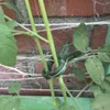 A close-up shot of green plant clips holding up plant stems against a brick wall. Voir les images du produit