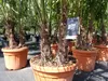 mehrstämmig Trachycarpus Fortunei Palme Palmengruppe, Produktbild-Vorschau 10