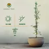 A potted climbing plant with informational graphics about its care requirements. Náhled obrázku produktu