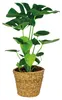 Monstera Deliciosa, Fensterblatt, mit Rattankorb, 70-80 cm, Produktbild-Vorschau 1