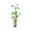 A young fig tree in a pot with a label. Produktbild-Vorschau