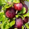 Angrešt Červený Hinnonmaki Rot 2L Náhled obrázku produktu 5