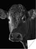 MuchoWow® Poster Kuh - Tiere - Schwarz - Weiß - Porträt Produktbild-Vorschau 1