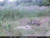 Fotopasca OXE Gepard II + 32GB SD karta a 4ks batérií Náhľad obrázku produktu 25