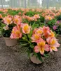 BALDUR Garten Winterharte Alstromeria Incalys® 'Salmon',1 Produktbild-Vorschau 3