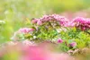 Spiraea japonica 'Little Princess', Zwerg-Spiere, rosa, Produktbild-Vorschau 8