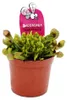 Schlauchpflanze - Sarracenia psittacina Hybr. "Scarlett Produktbild-Vorschau 1