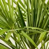 Meine Orangerie Hanfpalme Trachycarpus - Winterharte Palme Produktbild-Vorschau 4