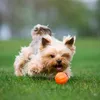 Lettore di palline per cuccioli e cani di piccola taglia 5 Anteprima dell’immagine prodotto 18