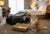 A cat sits in a hotel room next to luggage and a litter box. Anteprima dell’immagine prodotto