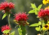 SAFLAX Garden to go - Goldmelisse - Monarda didyma - 20 Produktbild-Vorschau 5