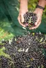 Lamda Estate – Griechisches Oliven Probierpaket 1kg | Neue Produktbild-Vorschau 2