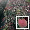 Zwergpfirsich Crimson ® Bonfire (S) rotlaubiger Produktbild-Vorschau 3