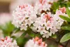 Rhododendron micranthum 'Bloombux' -R-, immergrün, 25–30 cm Produktbild-Vorschau 7