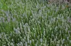 Lavandula angustifolia 'Munstead', Lavendel, violett, ca. Produktbild-Vorschau 8