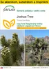 SAFLAX Kultivačný set - Joshua Tree - Yucca brevifolia - 10 Náhľad obrázku produktu 1