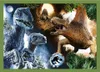 Trefl 34607 puzzle Puzzle 54 pièces Autre Voir les images du produit 3
