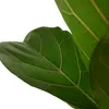 Bloomique - Ficus Lyrata - Roślina lirolistna - Rośliny Podgląd zdjęcia produktu 5