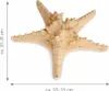 Echter Noppen Seestern 10–15cm Naturdeko maritim Deko Produktbild-Vorschau 5