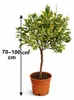 Oranger panaché 70–100 cm – Citrus sinensis Variegata Voir les images du produit 6