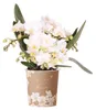 Kolibri Orchids Weiße Phalaenopsis Orchidee - Nazaré - Produktbild-Vorschau 1