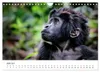 UGANDA - Berggorillas & Chimps (Wandkalender 2027 DIN A4 Produktbild-Vorschau 9