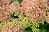 Sedum telephium 'Herbstfreude', Fetthenne, rosa Blüten, ca. Produktbild-Vorschau 6