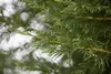 Cupressocyparis leylandii, Leyland-Zypresse, immergrün, Produktbild-Vorschau 3