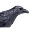 oiseau Raven junior 7,5 cm schwarz Voir les images du produit 4