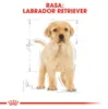 Royal Canin Labrador Retriever Junior, Welpe, Labrador Produktbild-Vorschau 5