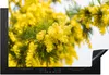 KitchenYeah© Herdabdeckplatte Eine gelbe Mimosenblüte , Produktbild-Vorschau 1