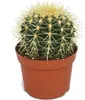 Echinocactus grusonii - Schwiegermutterstuhl - im 12cm Topf Produktbild-Vorschau 1