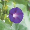 Buzzy Popínavé kvety Ipomoea Knowlians Black Samen - cca 2 Náhľad obrázku produktu 7