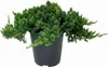 Juniperus procumbens 'Nana', Kriech-Wacholder, 20–25 cm Produktbild-Vorschau 1