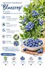 Heidelbeere Vaccinium Bluecrop ca. 60 cm – ertragreiche Produktbild-Vorschau 3
