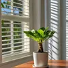 Palmier hawaïen - Brighamia insignis - Hauteur 25-35cm - Voir les images du produit 5