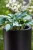 VIVANNO Vase de sol en fibre de verre SOLERIO Rond, noir Voir les images du produit 5