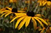 Stauden Gänge 10 x Rudbeckia fulgida 'Goldsturm' - Produktbild-Vorschau 4
