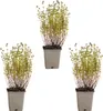 Bloomique - 3er Set - Thymus Vulgaris - Echter Thymian - Produktbild-Vorschau 2