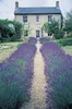 Stauden Gänge 3 x Lavandula angustifolia 'Essence Purple' - Produktbild-Vorschau 6