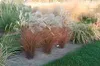 Stauden Gänge 3 x Miscanthus sinensis 'Graziella' im 1 Produktbild-Vorschau 4