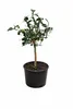 Plante de yuzu (Citrus x junos) 70-100 cm, résistante au Voir les images du produit 4