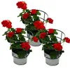 Geranien hängend - Pelargonium peltatum - 12cm Topf - Set Produktbild-Vorschau 1