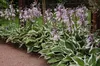 Stauden Gänge 3 x Hosta x fortunei 'Patriot' im 1 Liter Produktbild-Vorschau 6