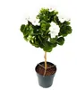 Pelargonium grandiflorum „Don Palido” – pelargonia Podgląd zdjęcia produktu 3