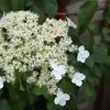 A close-up view of a cluster of small white flowers with some larger white petals interspersed, set against a backdrop of green leaves. Produktbild-Vorschau